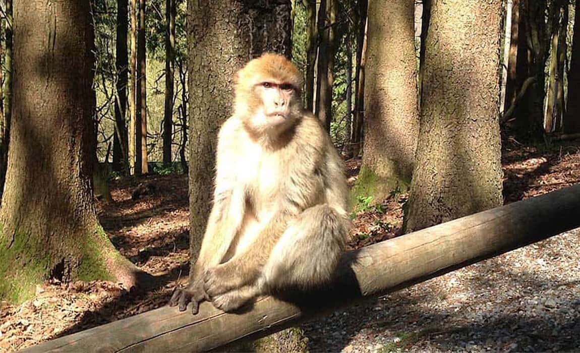 Berberaffe im Wald auf dem Affenberg